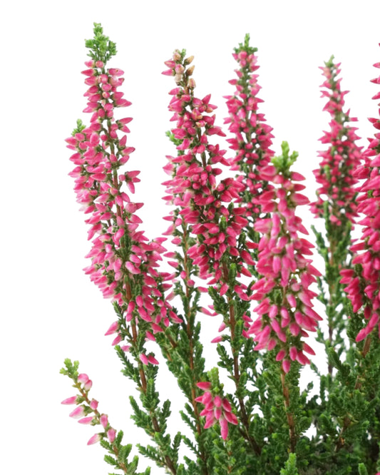 Calluna vulgaris 'Sissi'