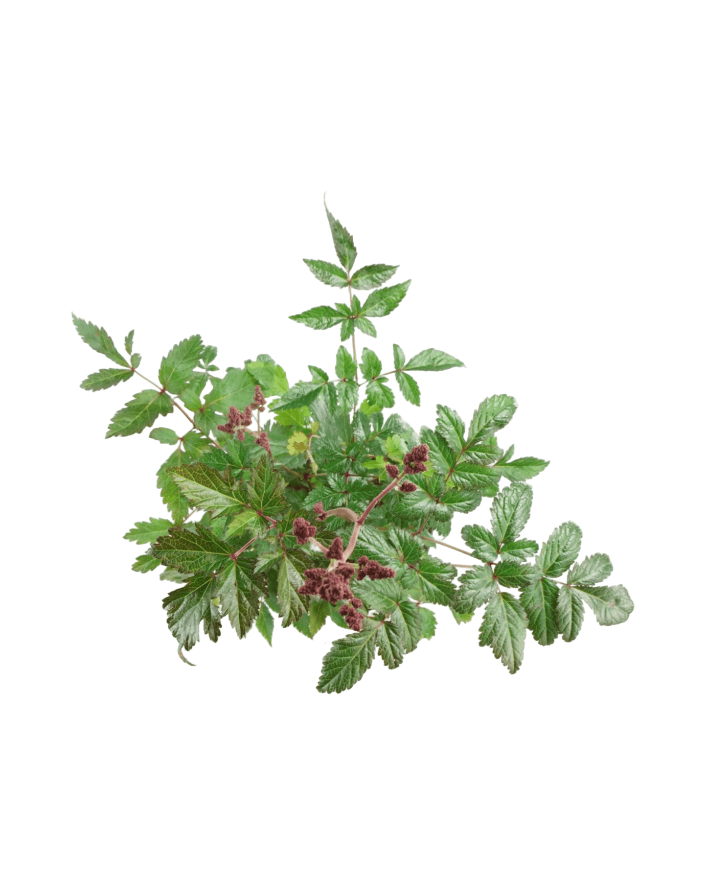 Astilbe arendsii 'Rheinland' - The Garden Corner