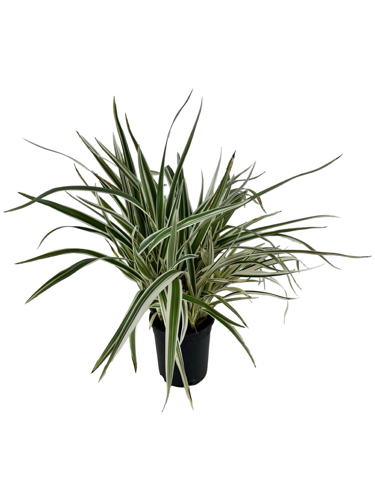 Dianella tasmanica 'Silver Streak' - Perennials