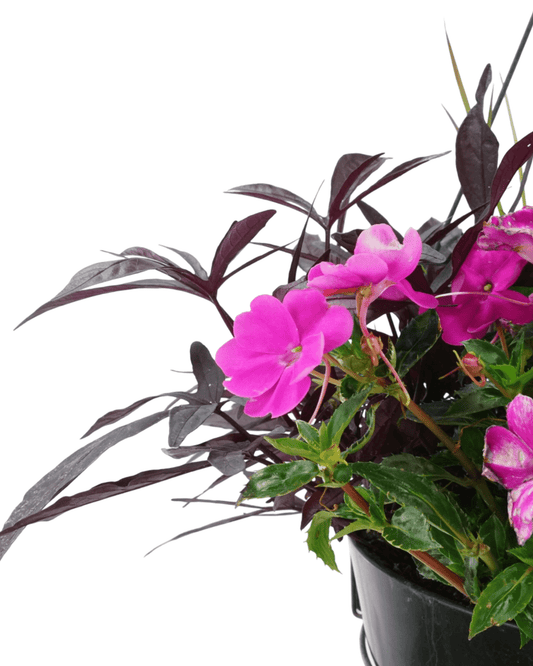 Summerween Designer Basket - The Garden Corner