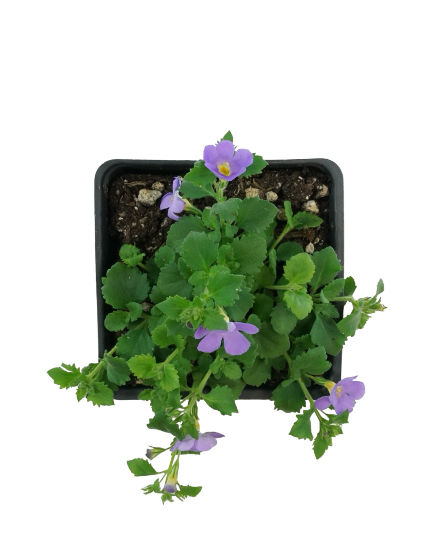 Bacopa 'MegaCopa Blue'