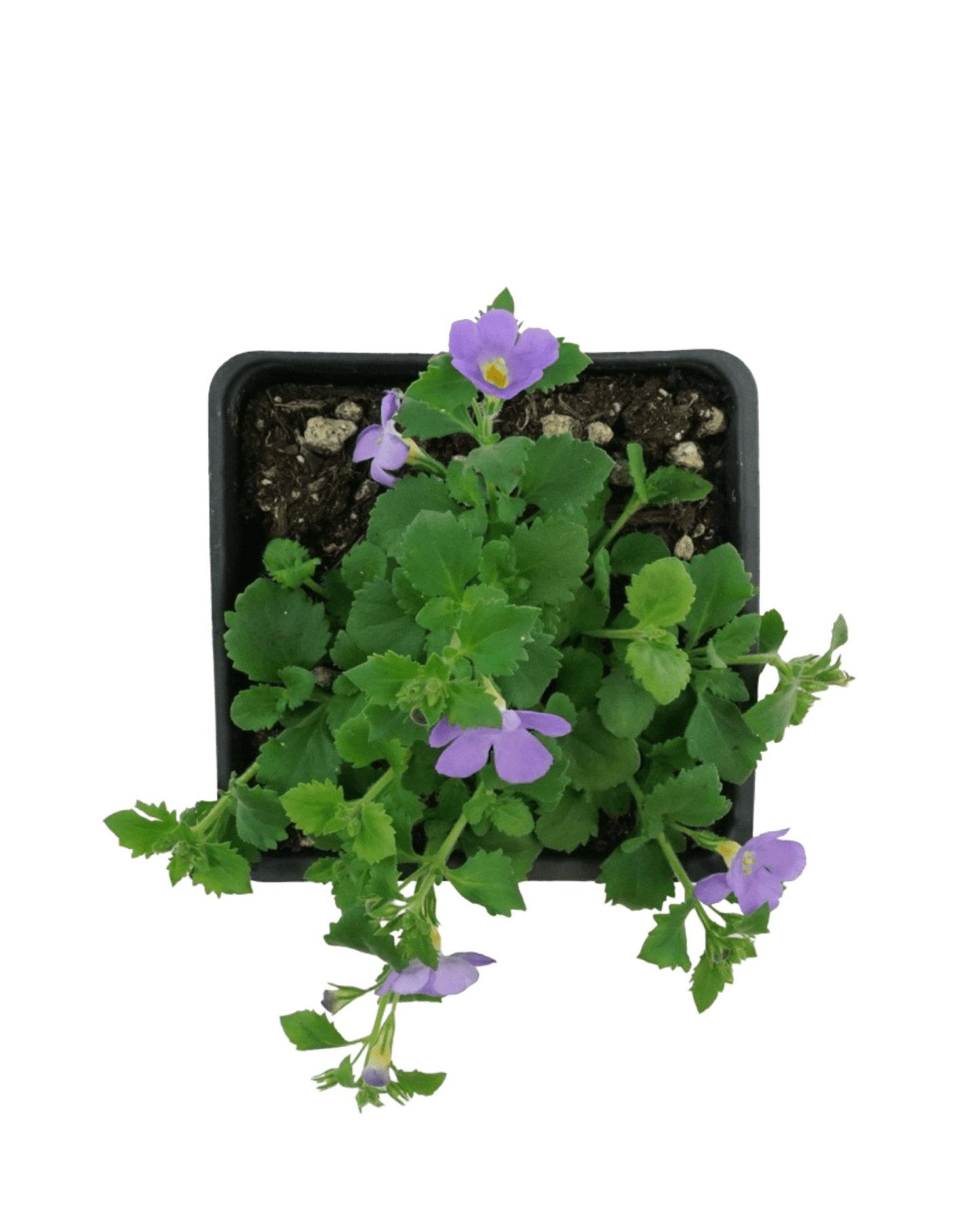 Bacopa 'MegaCopa Blue' - The Garden Corner