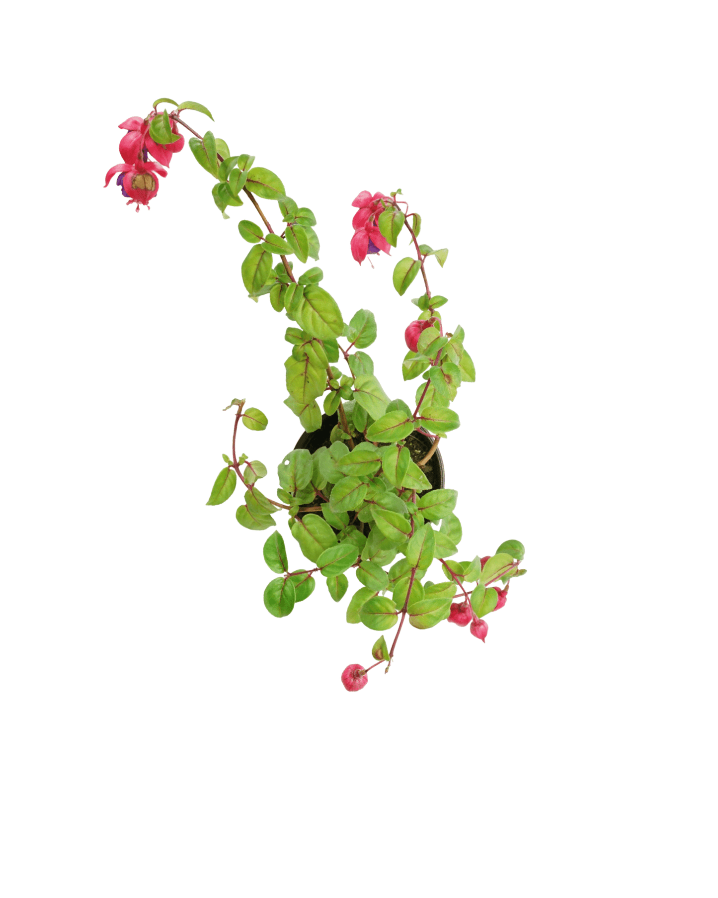 Fuchsia 'Dark Eyes' - The Garden Corner