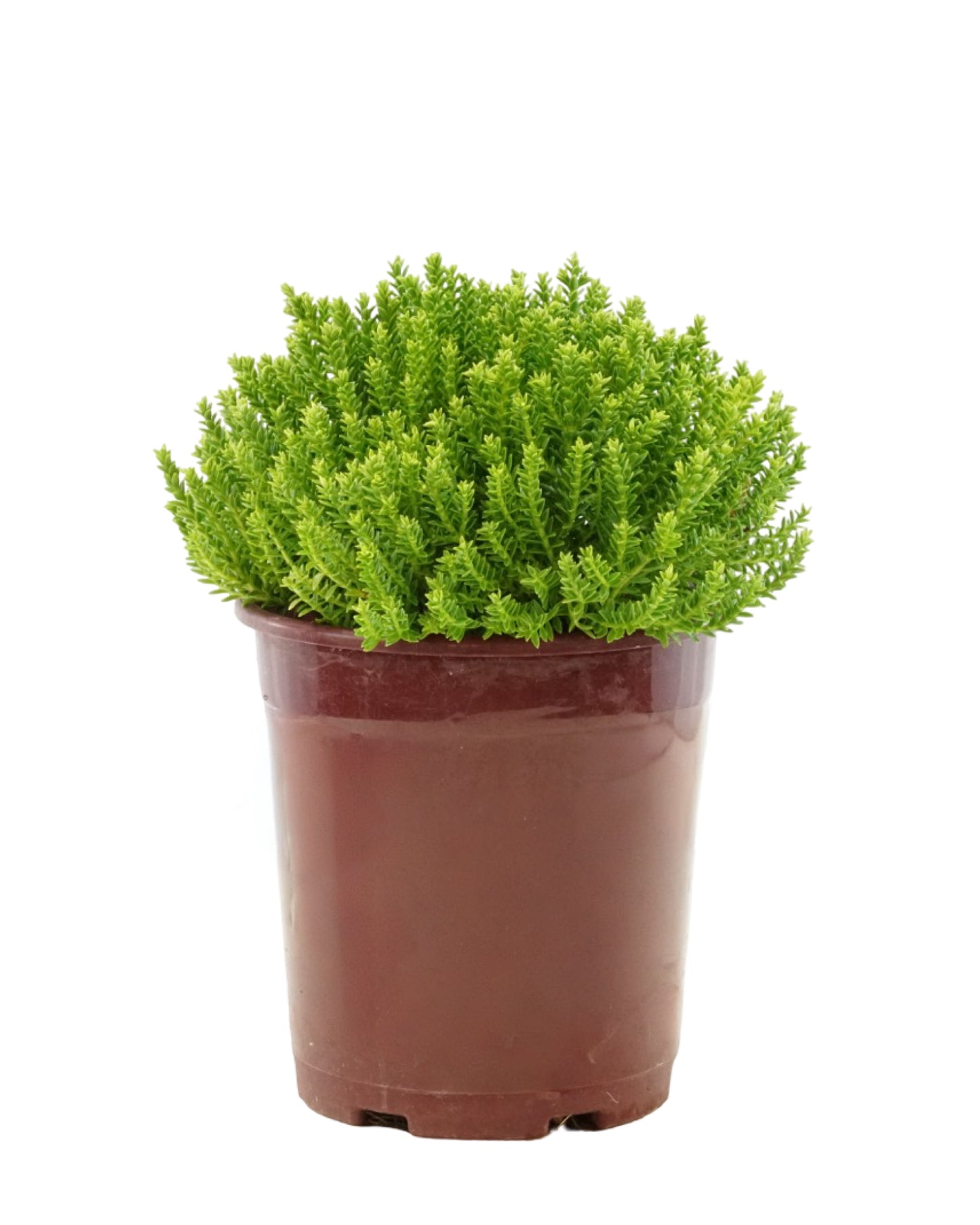 Hebe 'Emerald Gem'