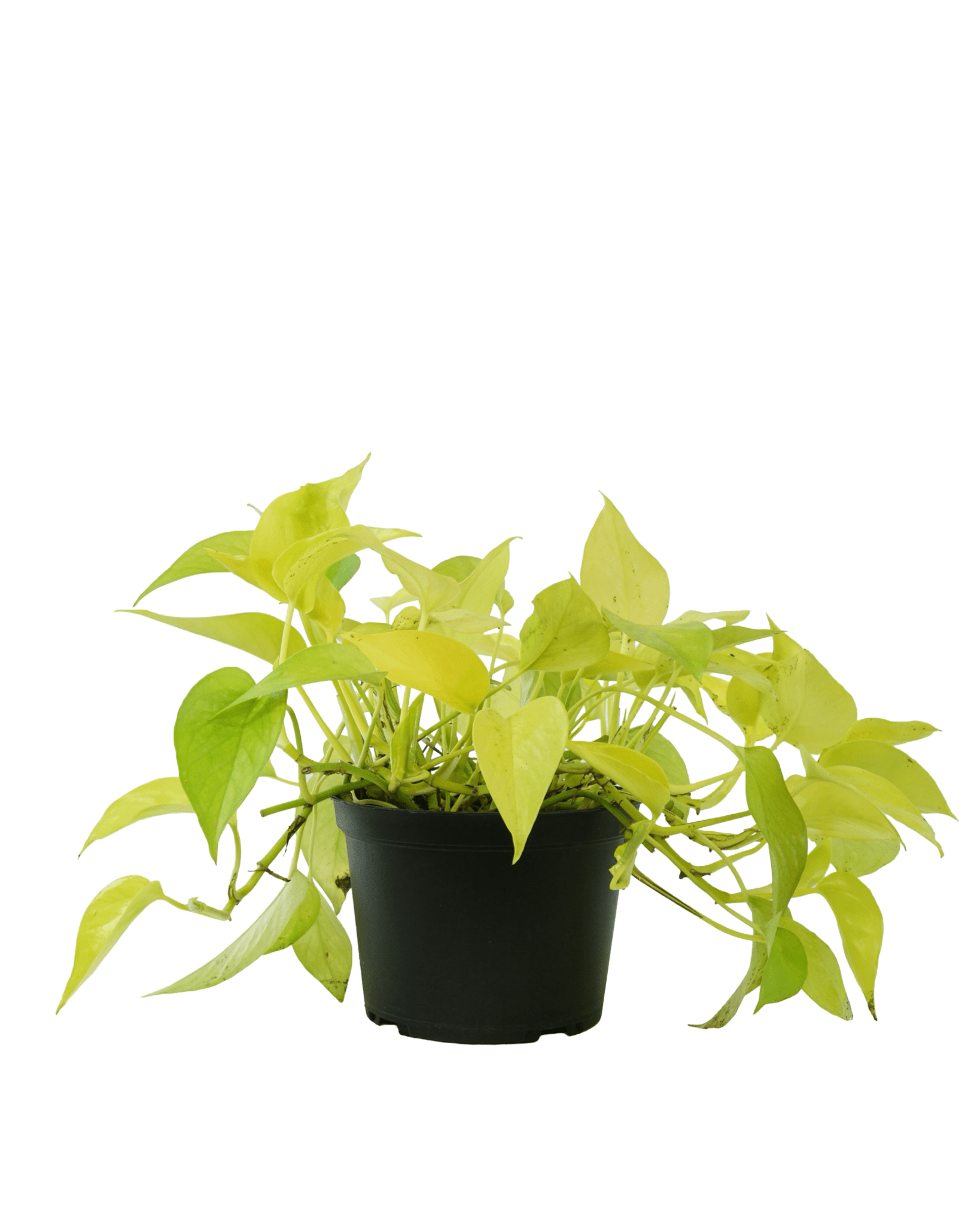 neon house plants Epipremnum aureum 'Neon' – The Garden Corner