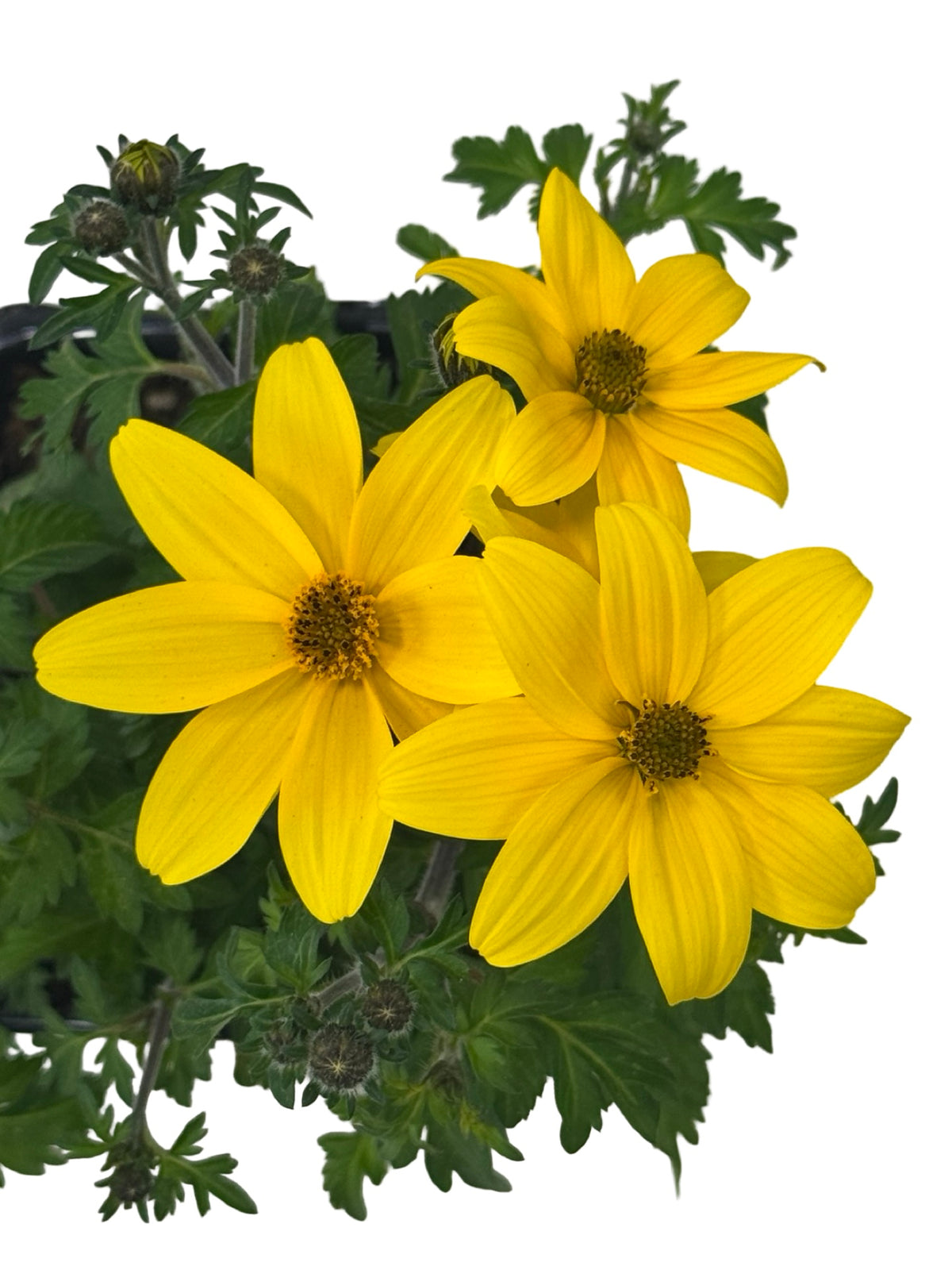 Bidens Namid™ 'Compact Yellow' - Annuals