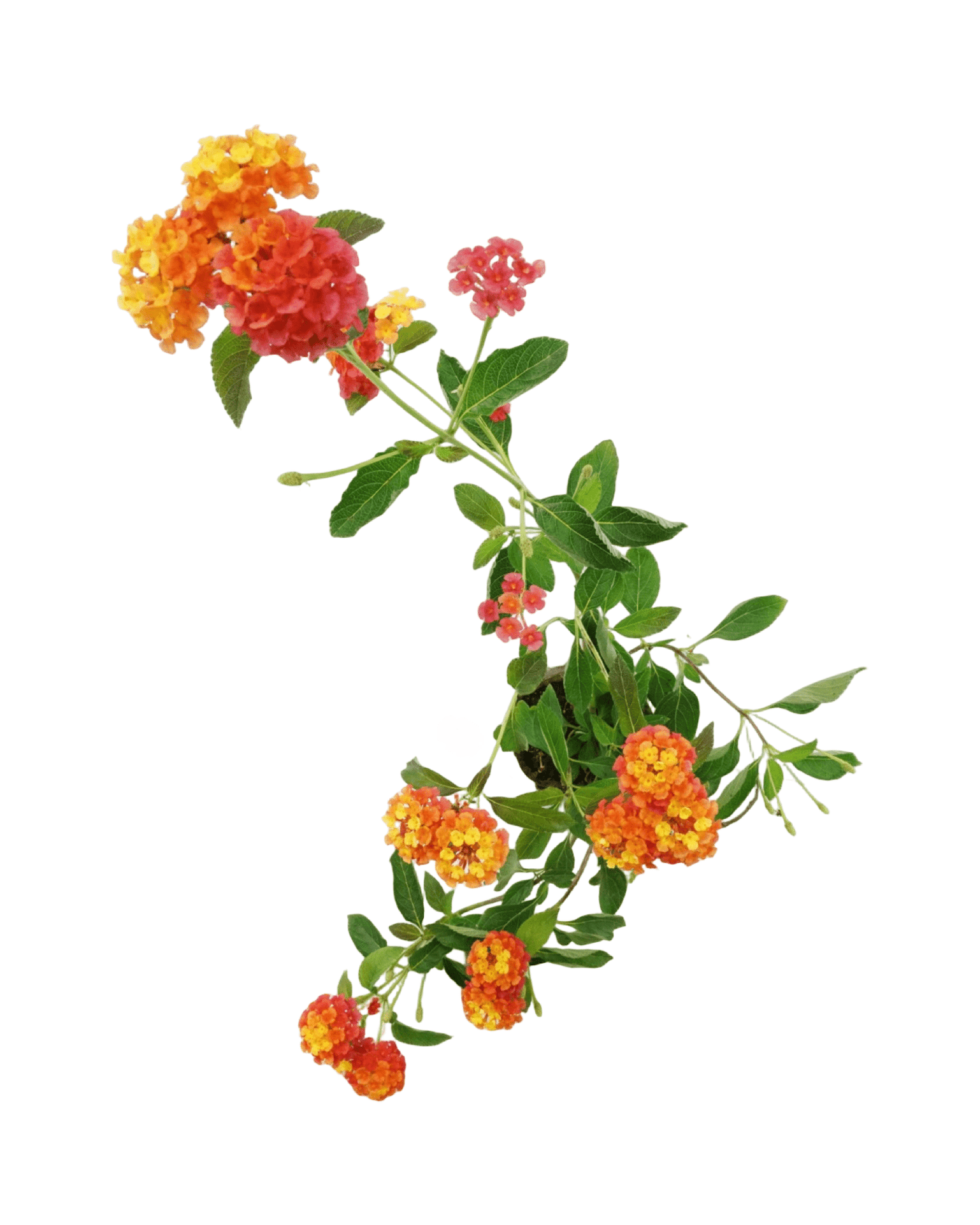 Lantana 'Landmark Citrus' - The Garden Corner
