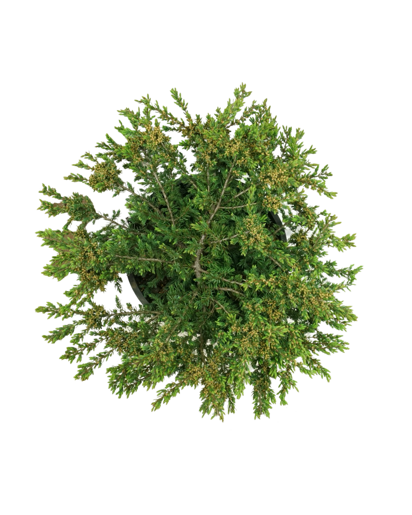 Juniperus communis 'Effusa'
