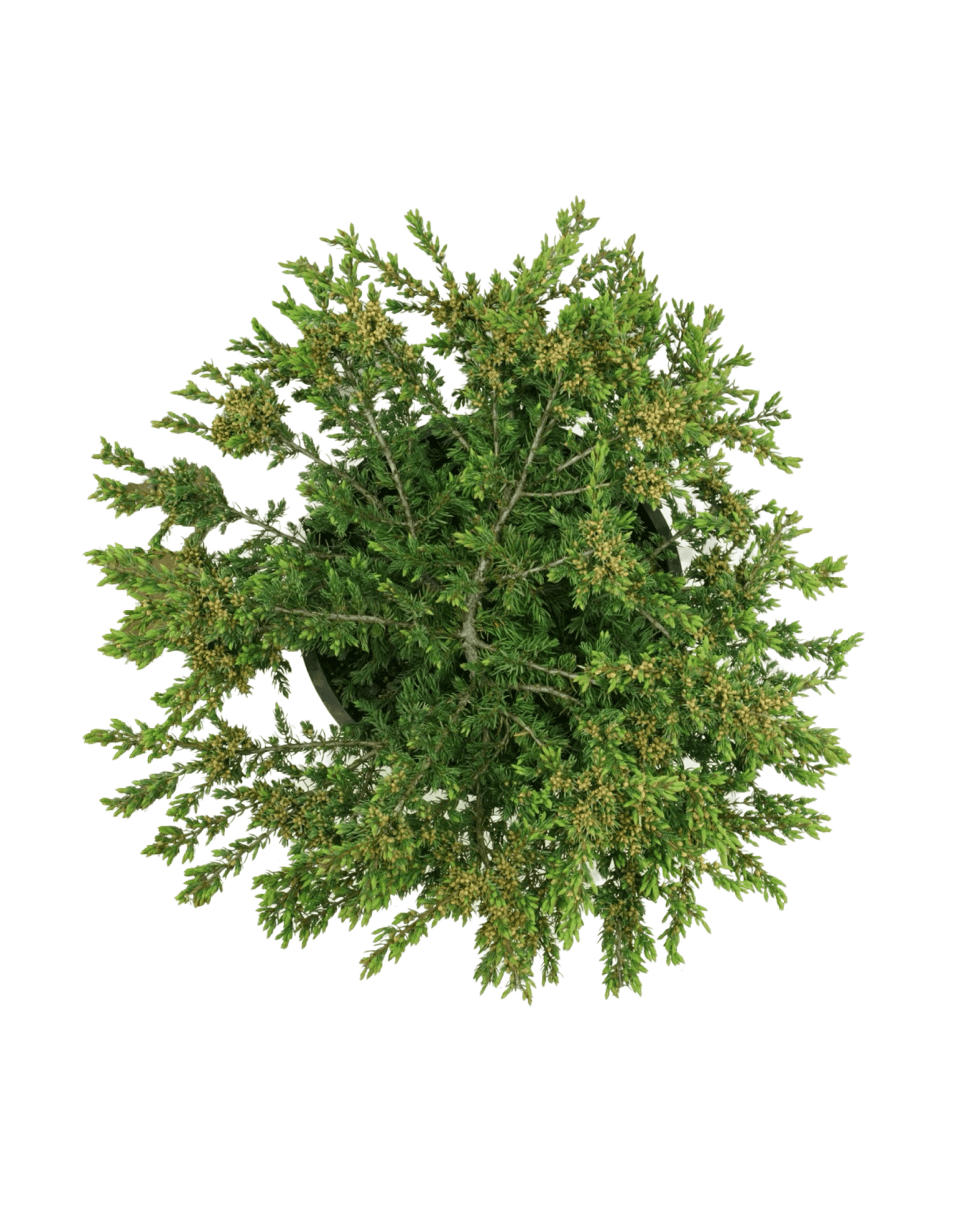 Juniperus communis 'Effusa' - Shrubs