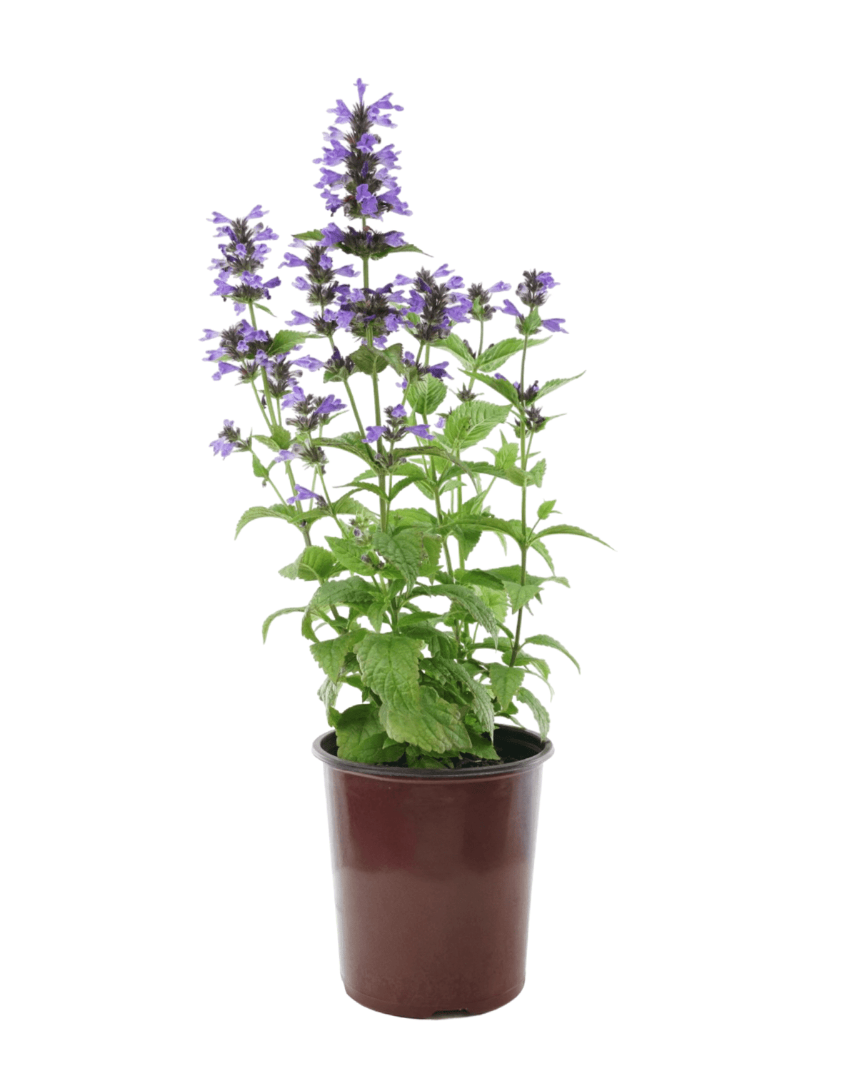 Nepeta kubanica 'Neptune' - Perennials