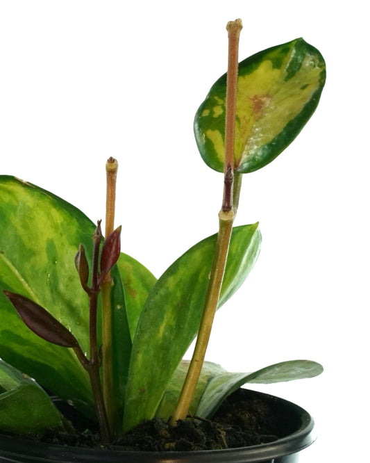 Hoya australis 'Tricolor' - The Garden Corner