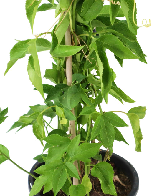 Passiflora incarnata - Shrubs