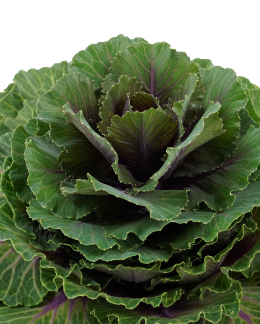 Cabbage 'Pigeon Red' - Seasonal Plant