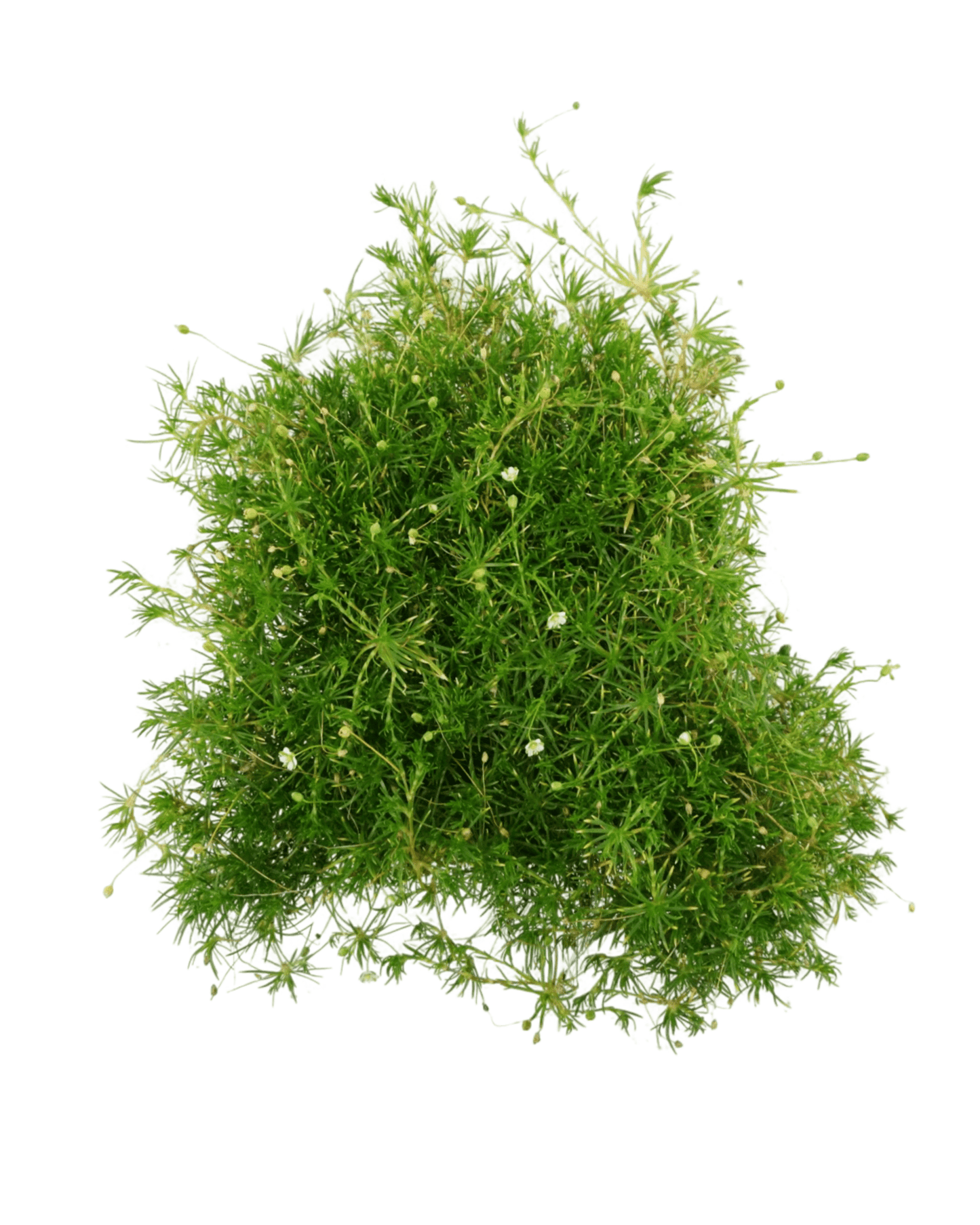 Sagina subulata - The Garden Corner