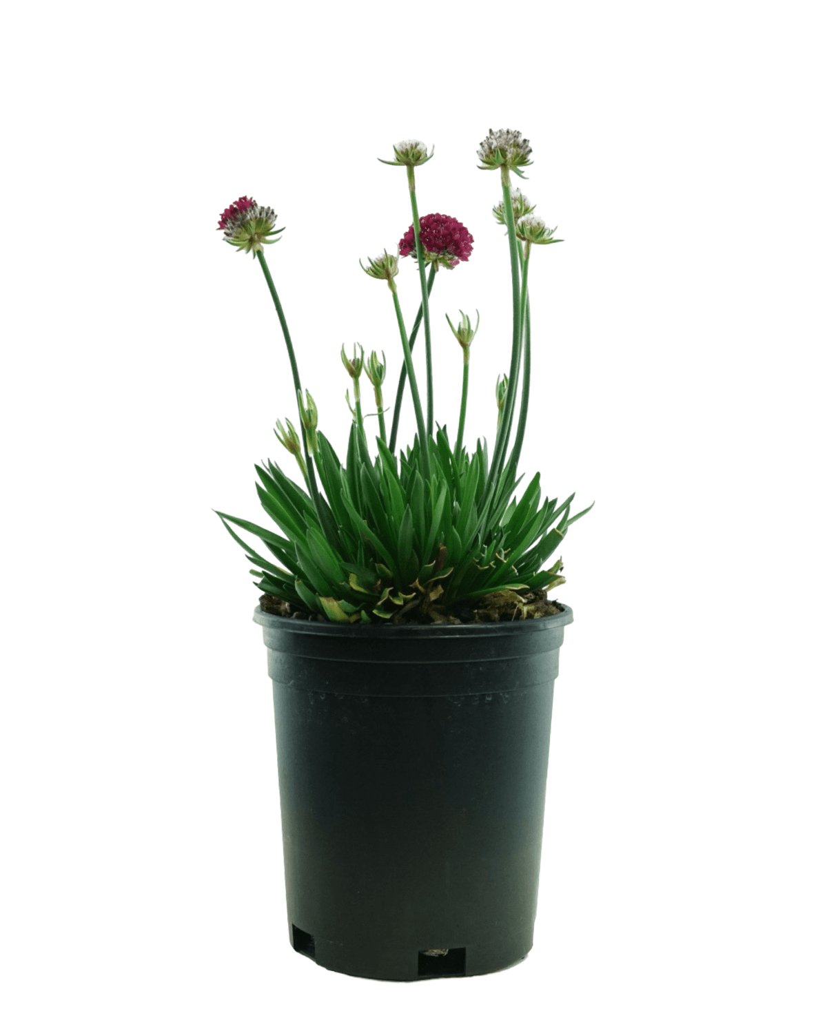 Armeria pseudarmeria 'Hypnotic Dreams' - Perennials