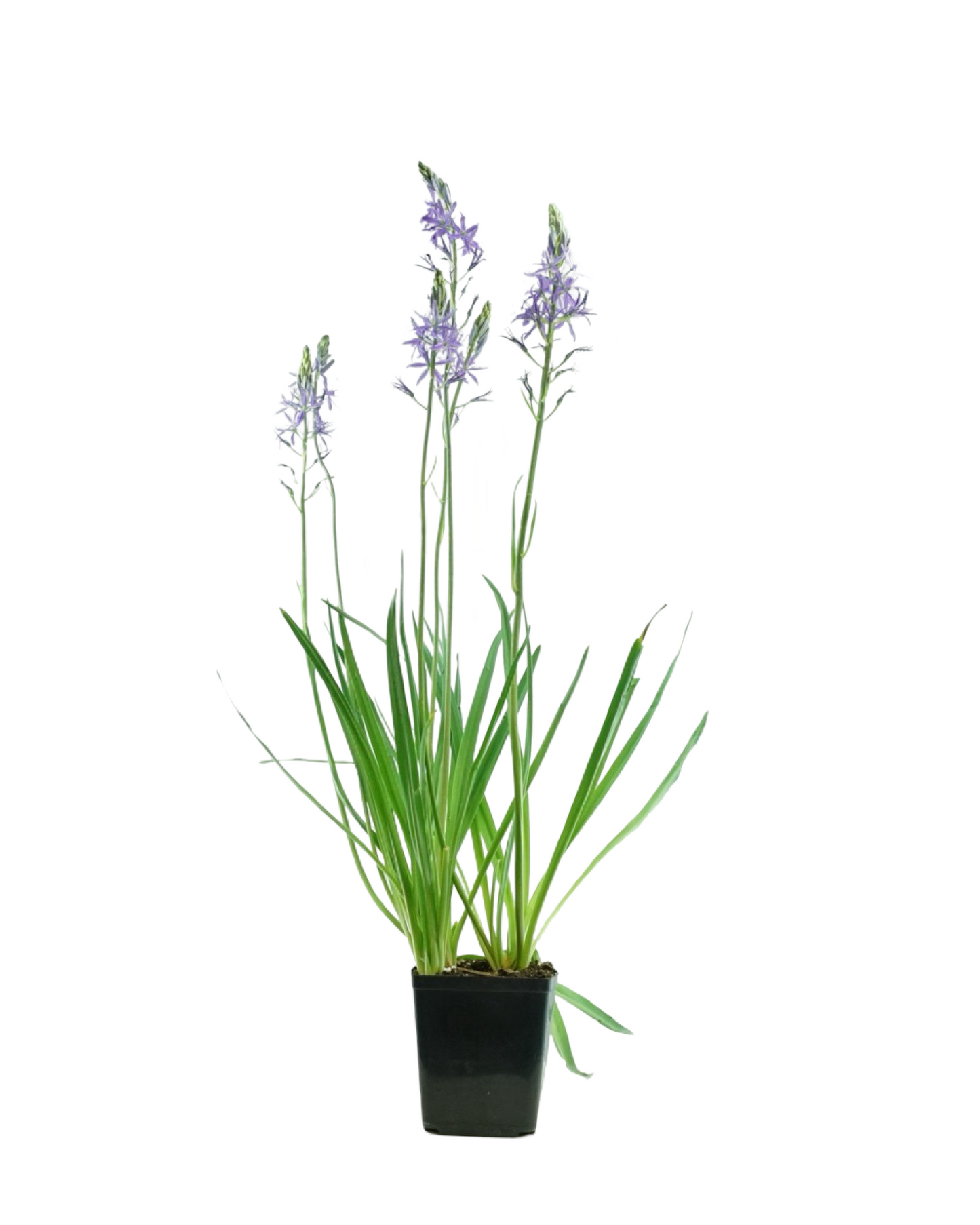 Camassia leichtlinii caerulea