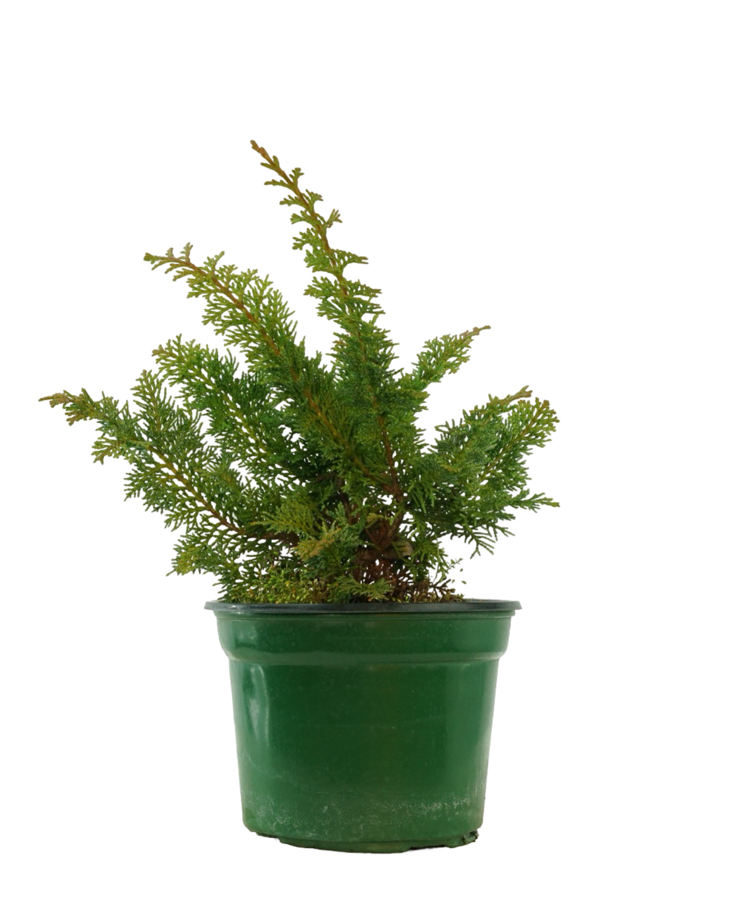Chamaecyparis obtusa 'Jade Waves'