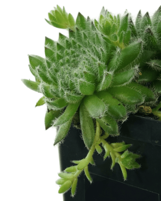 Sempervivum 'Borisii' - The Garden Corner