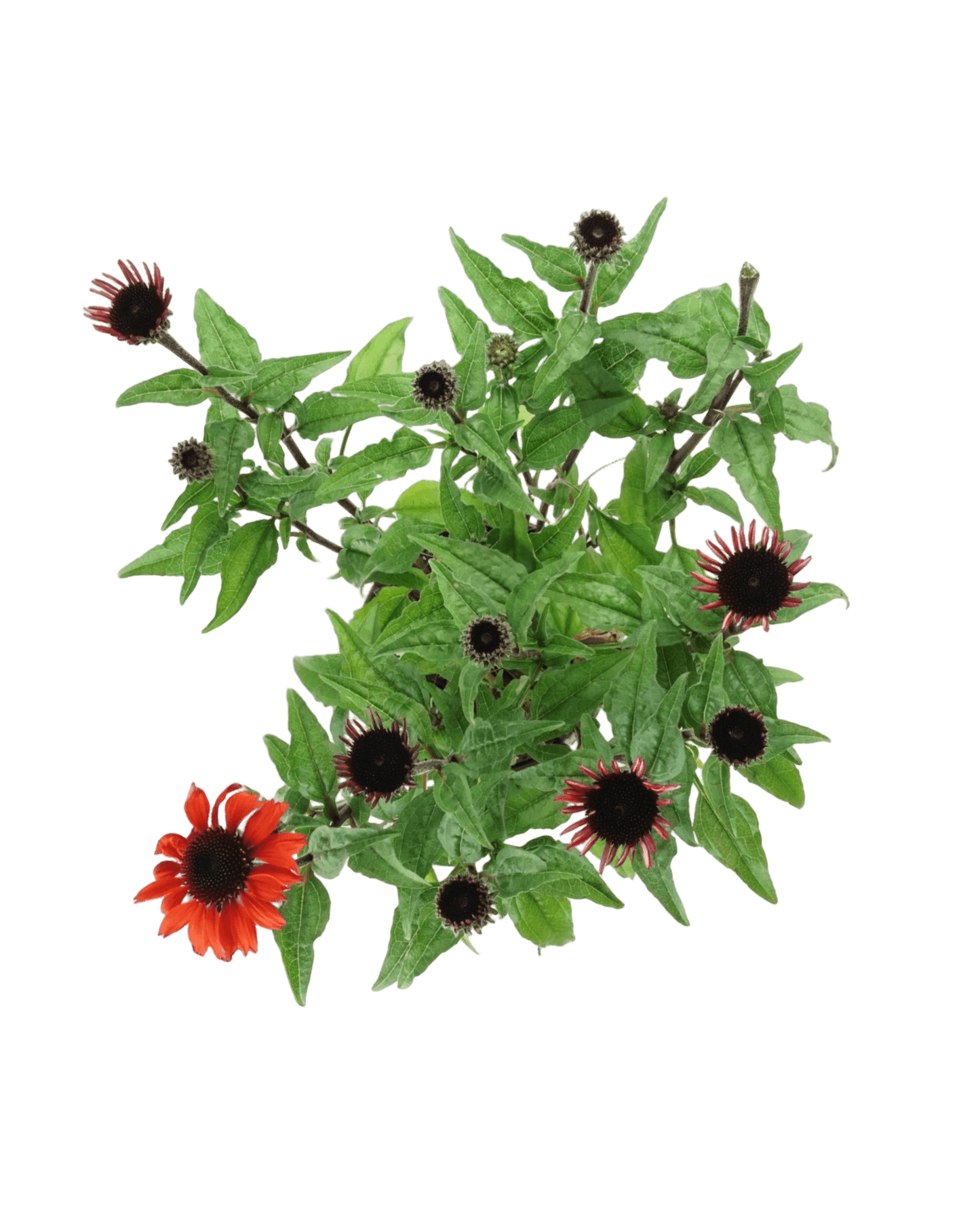 Echinacea 'Panama Red' - The Garden Corner