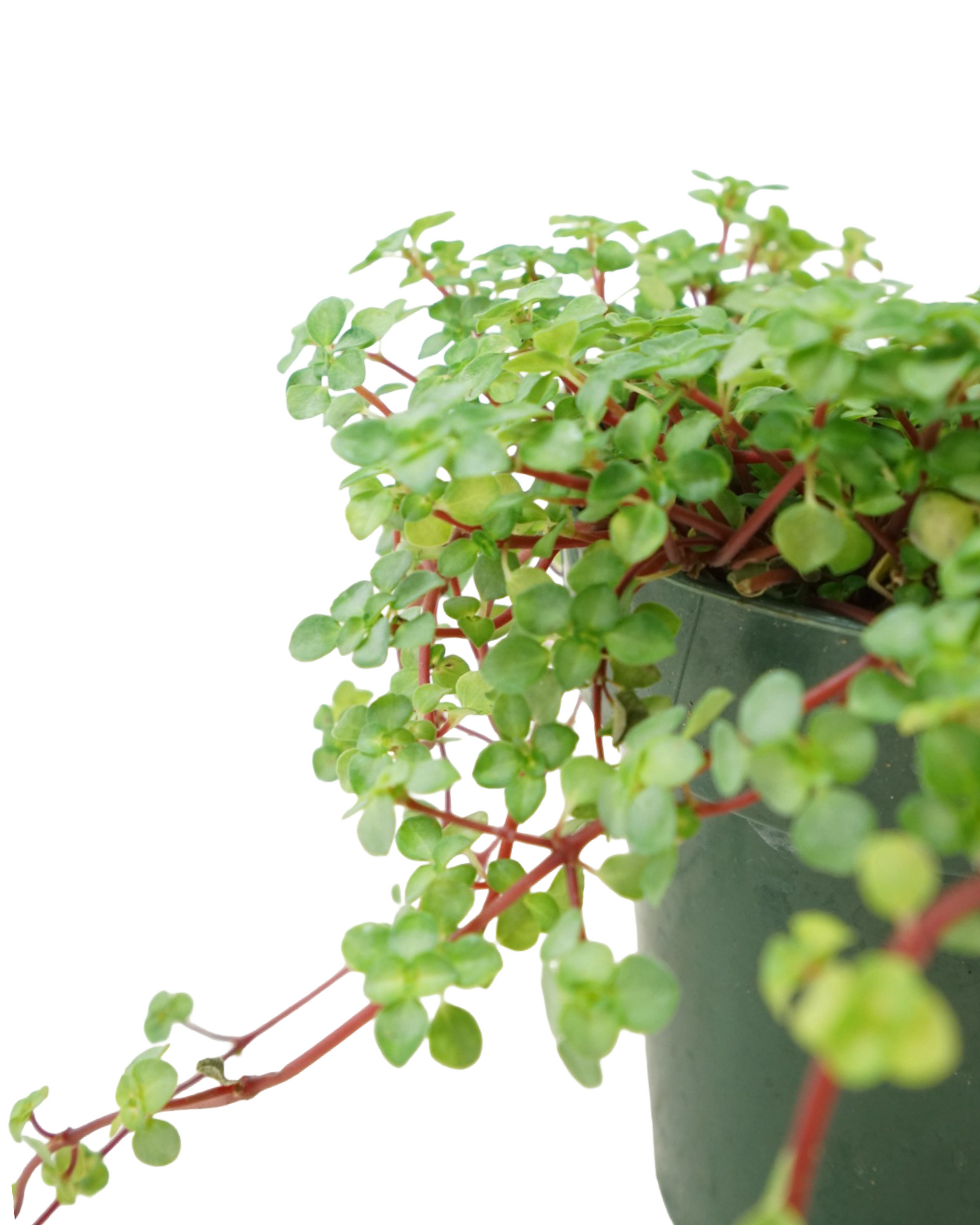 Pilea glauca 'Aquamarine'