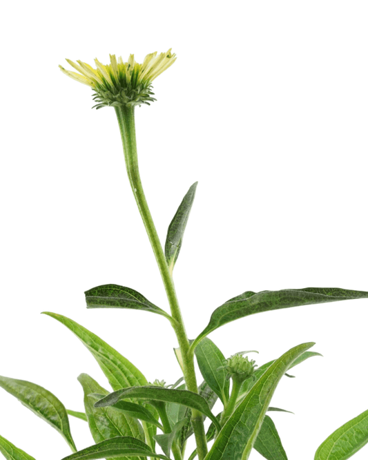 Echinacea Sombrero® 'Summer Solstice' - The Garden Corner