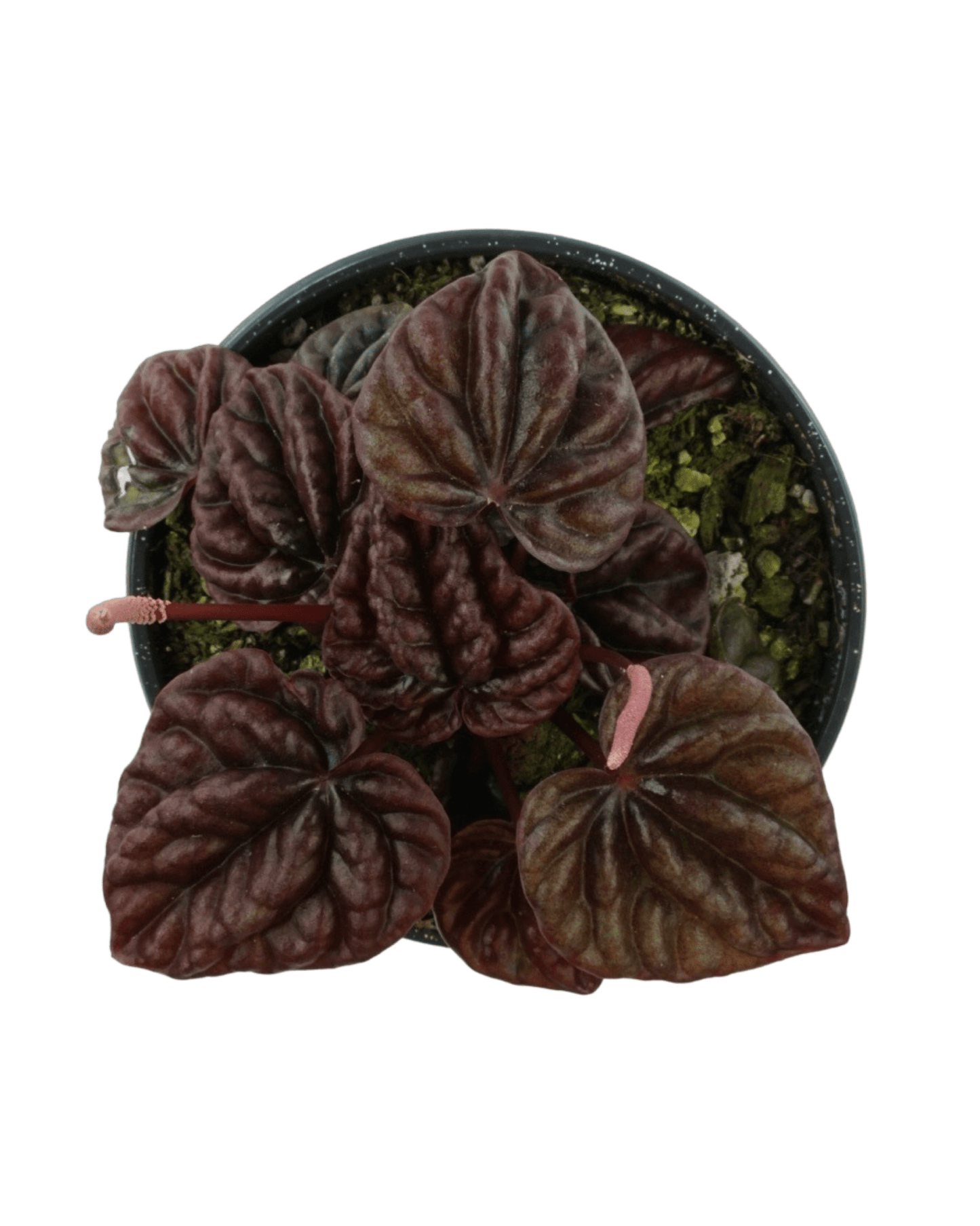 Peperomia 'Raisinet' - The Garden Corner