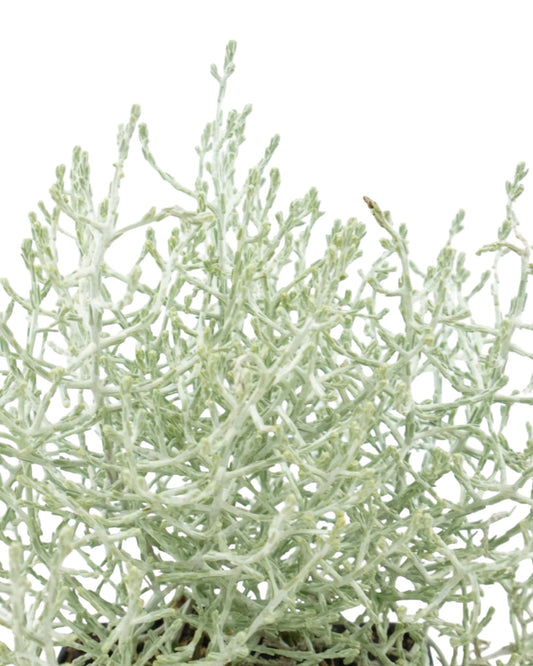 Calocephalus 'Silver Stone' - The Garden Corner