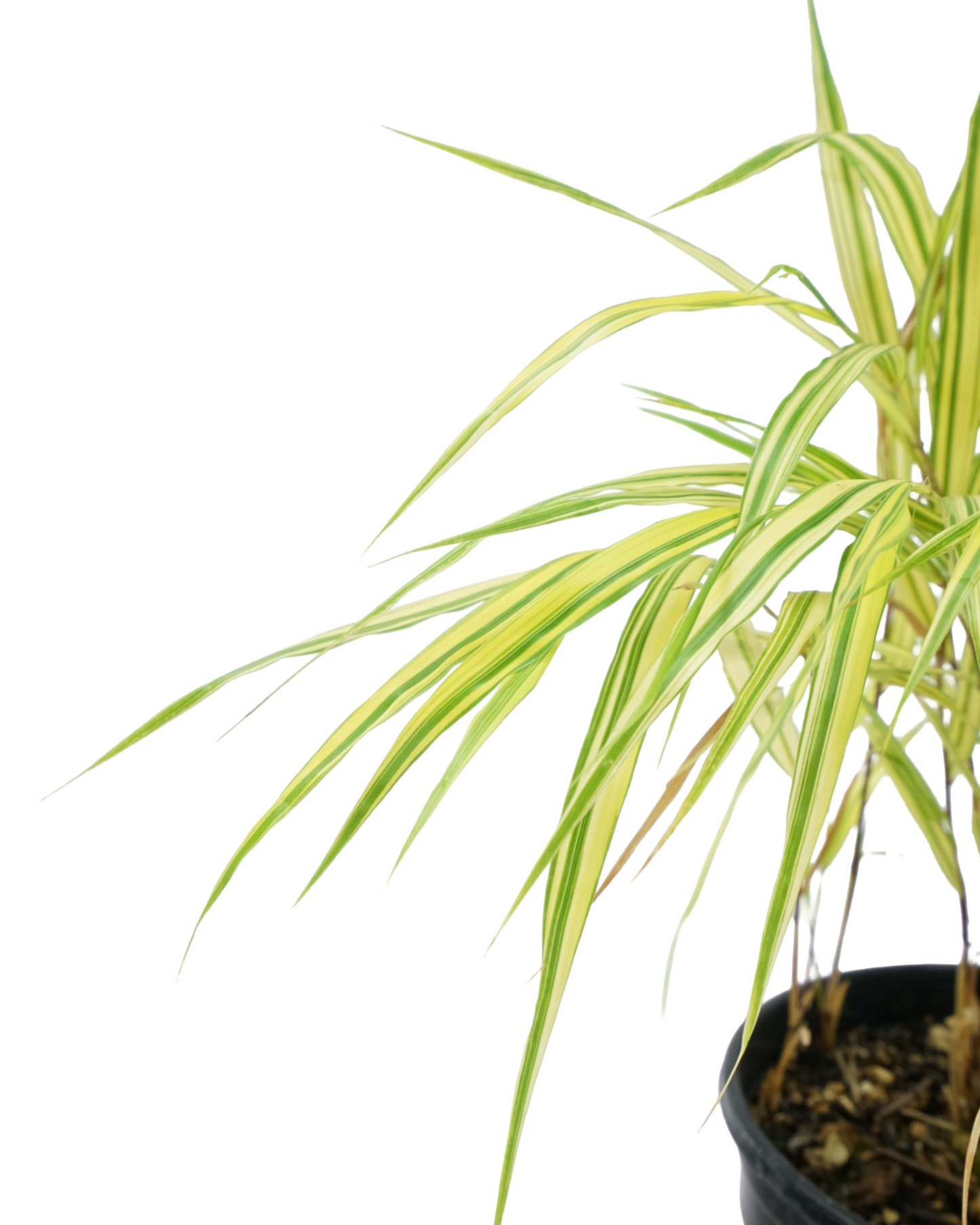 Hakonechloa macra 'Aureola'