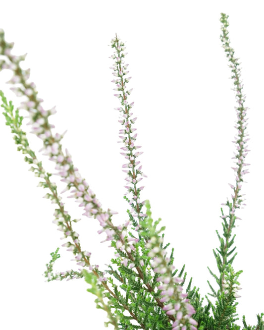 Calluna vulgaris 'Renate' - The Garden Corner