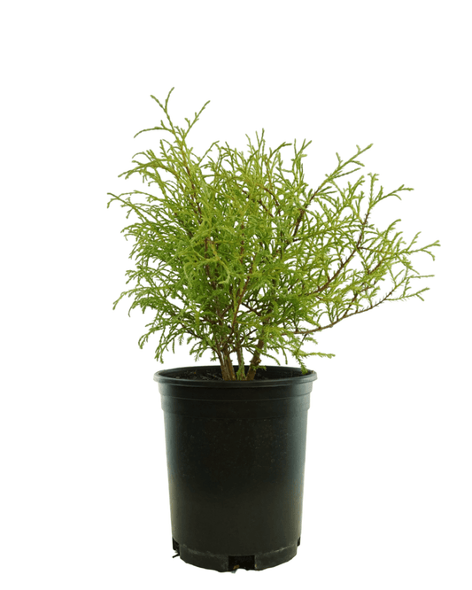 Thuja occidentalis 'Mr Bowling Ball' - The Garden Corner