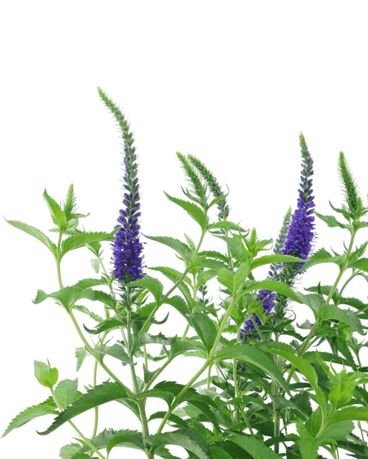 Veronica 'Darwins Blue' - The Garden Corner