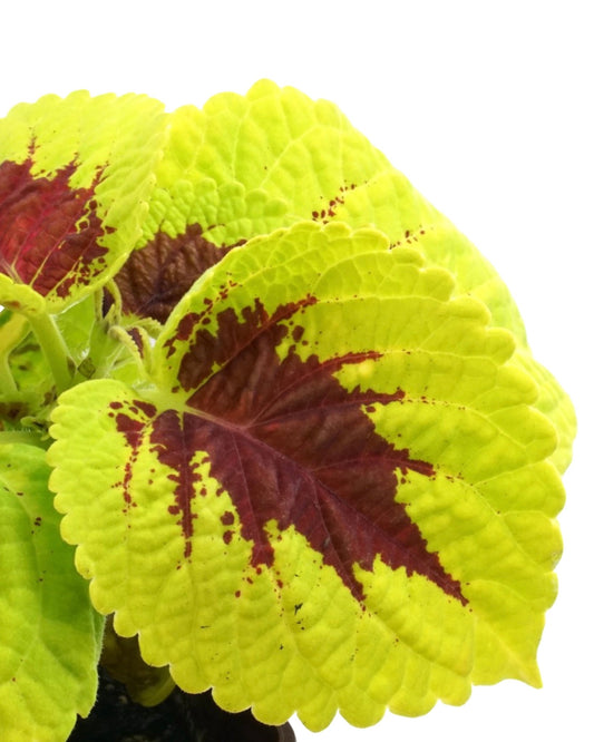 Coleus 'Kong Lime Sprite' - The Garden Corner