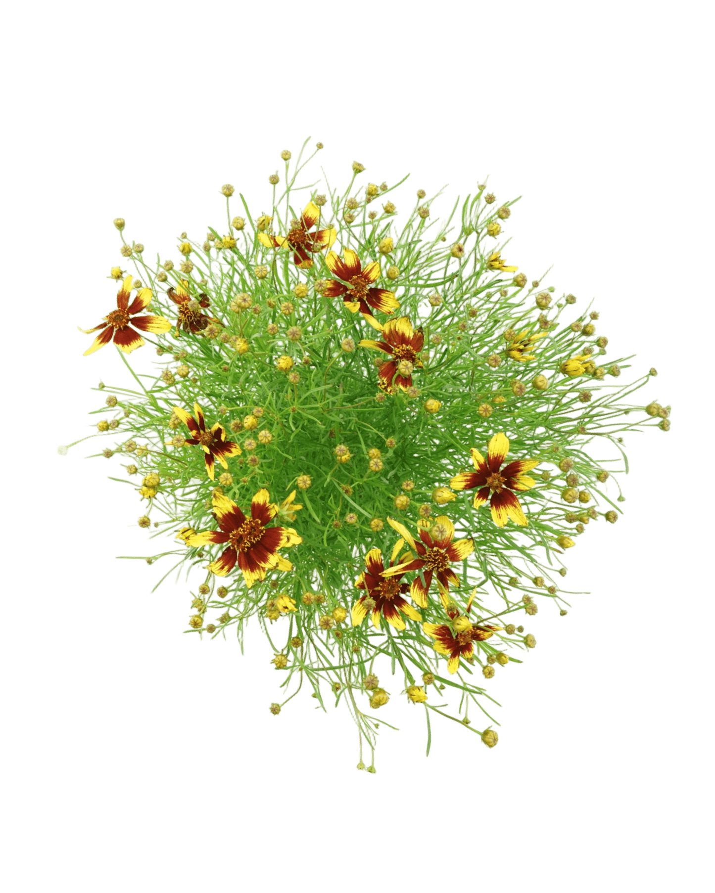 Coreopsis 'Firefly' - The Garden Corner