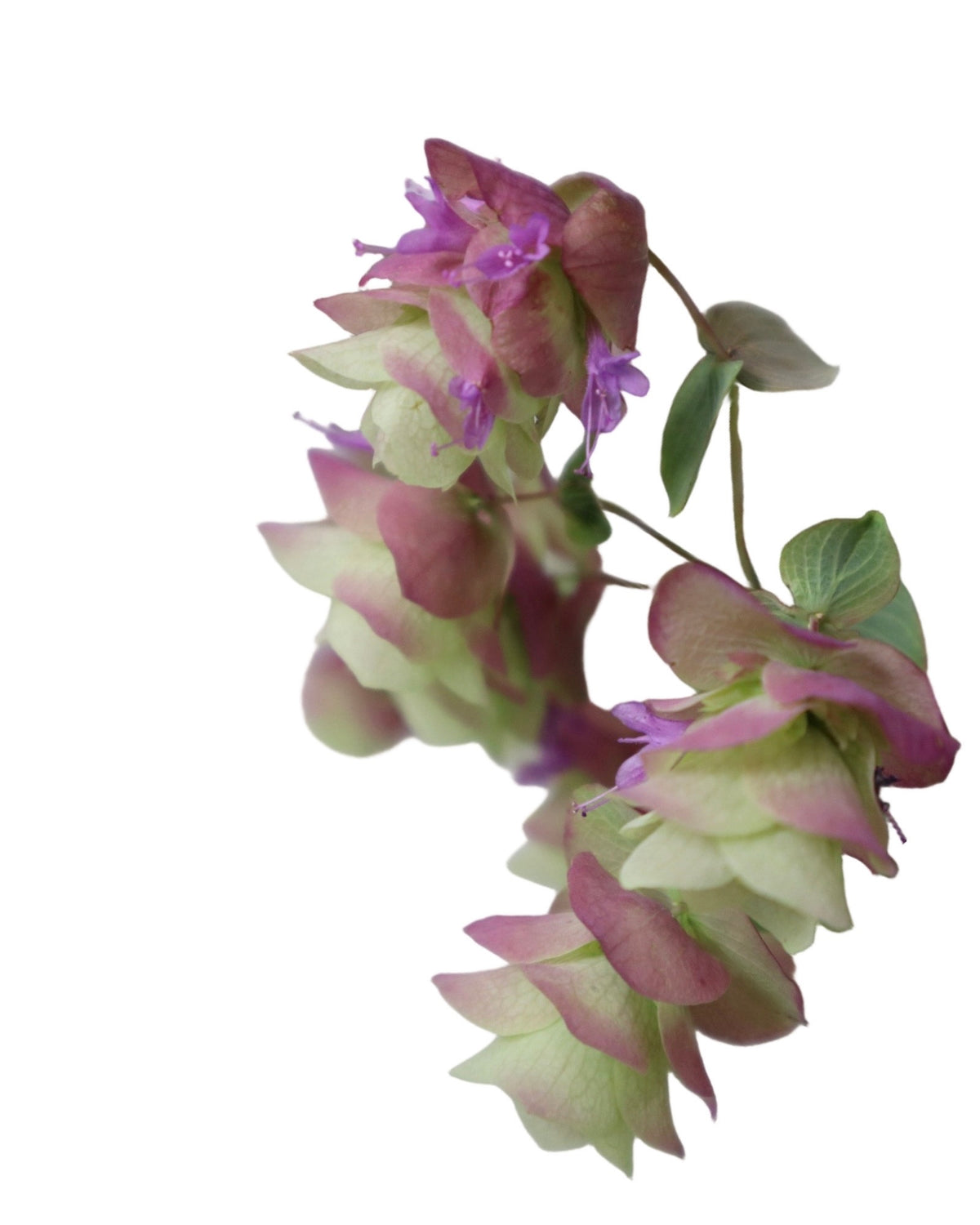 Origanum rotundifolium 'Kent Beauty' - Perennials