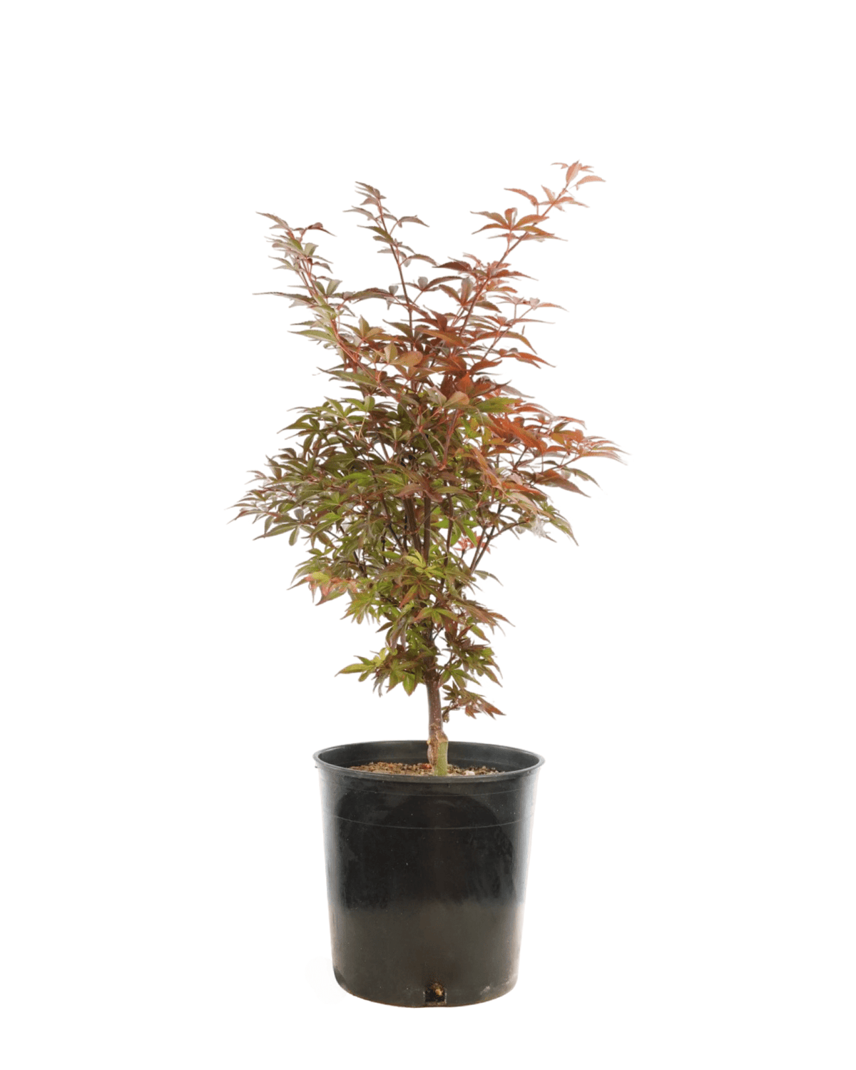 Acer palmatum 'Twombly's Red Sentinel' - Trees