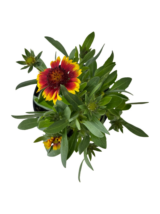Gaillardia aristata 'Guapa Flamenco Bicolor' - Perennials