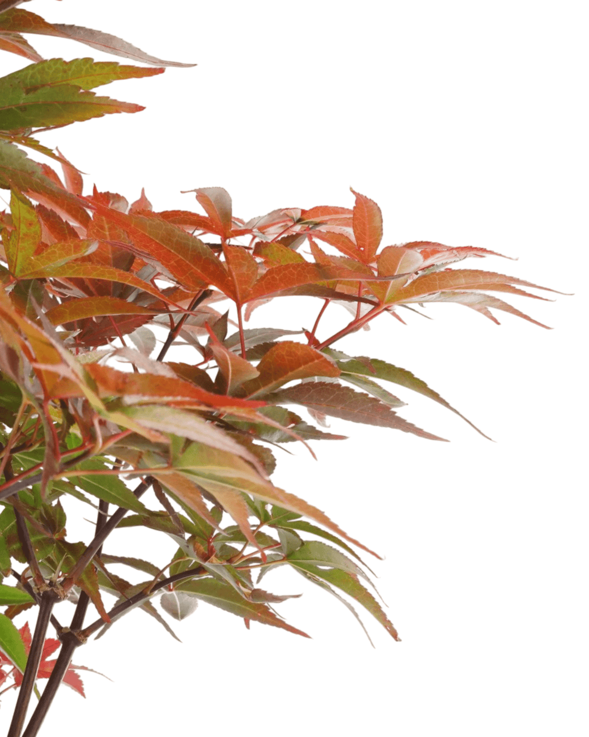 Acer palmatum 'Twombly's Red Sentinel' - Trees