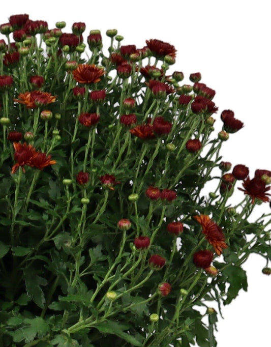 Chrysanthemum 'Cheryl Spicy Orange - The Garden Corner