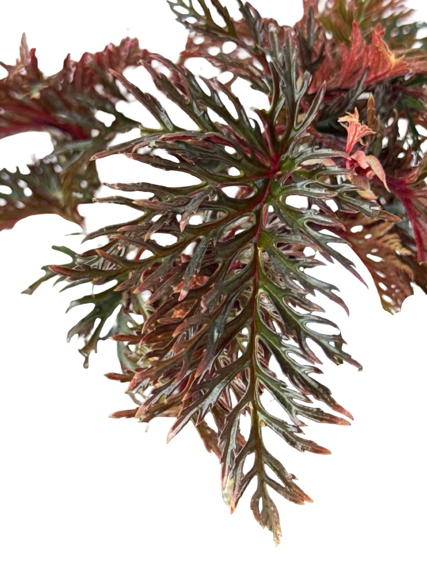 Begonia bipinnatifida - House Plants
