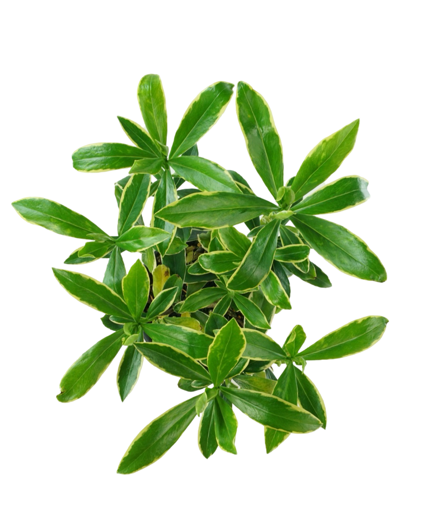 Daphne odora 'Aureomarginata'