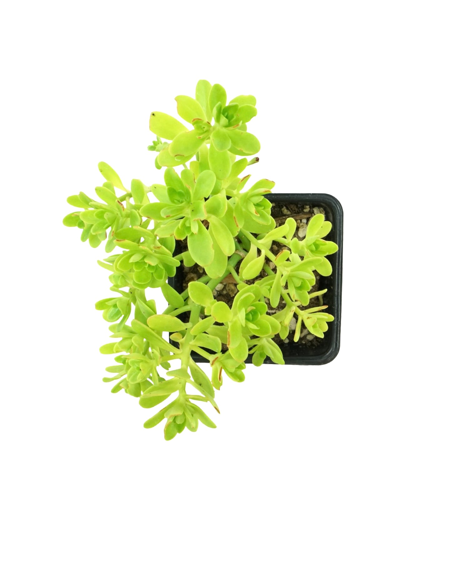 Sedum confusum