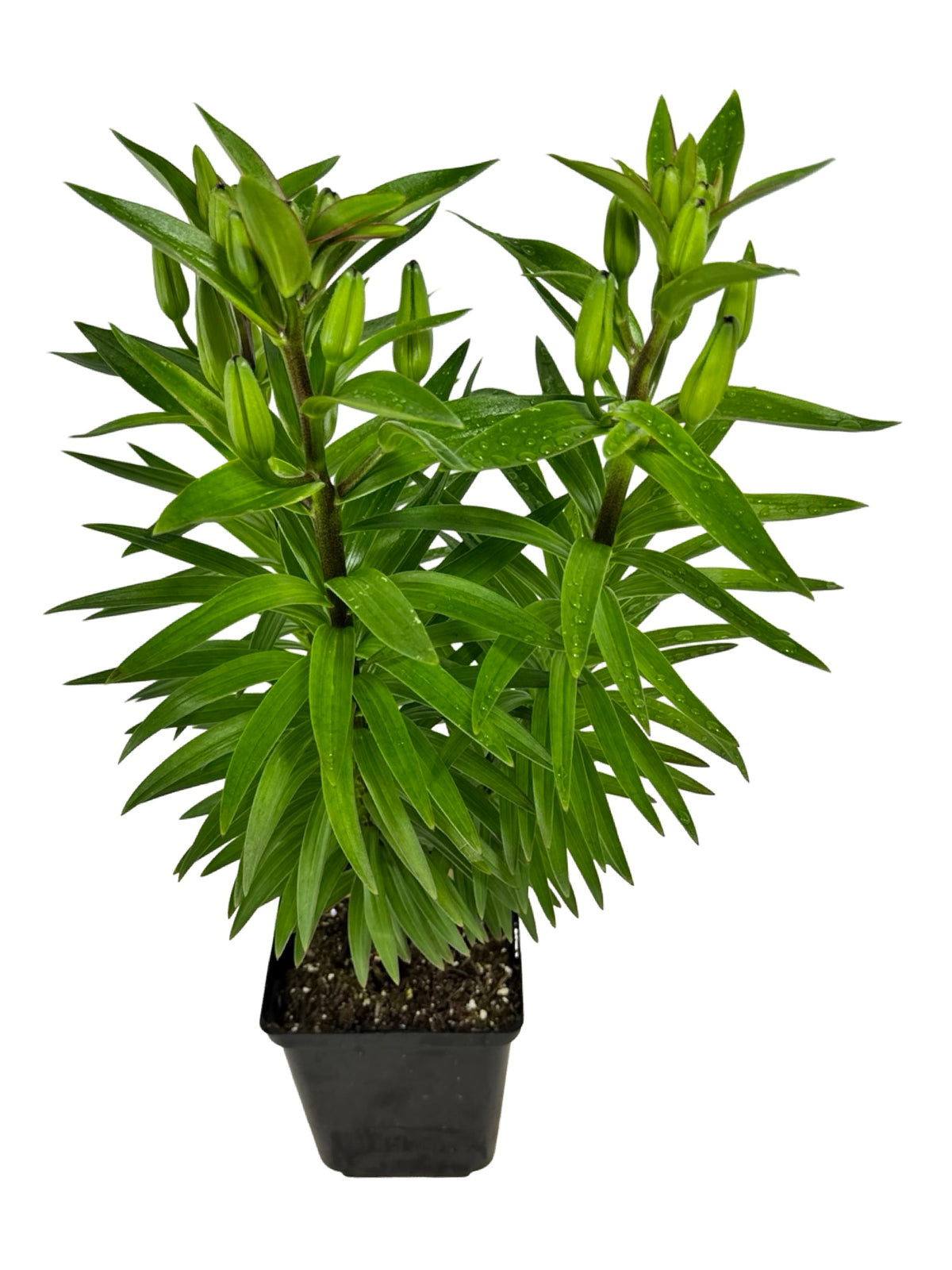 Lilium asiatic 'Orange Matrix' - Perennials
