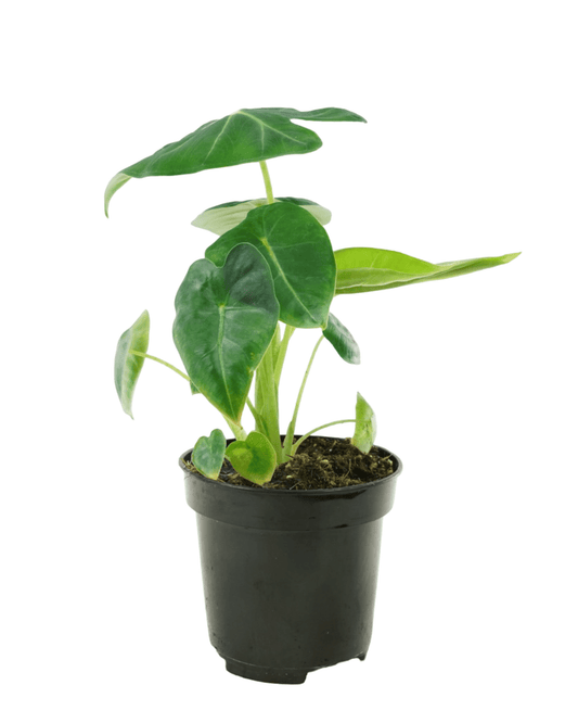 Alocasia 'Frydek' - The Garden Corner