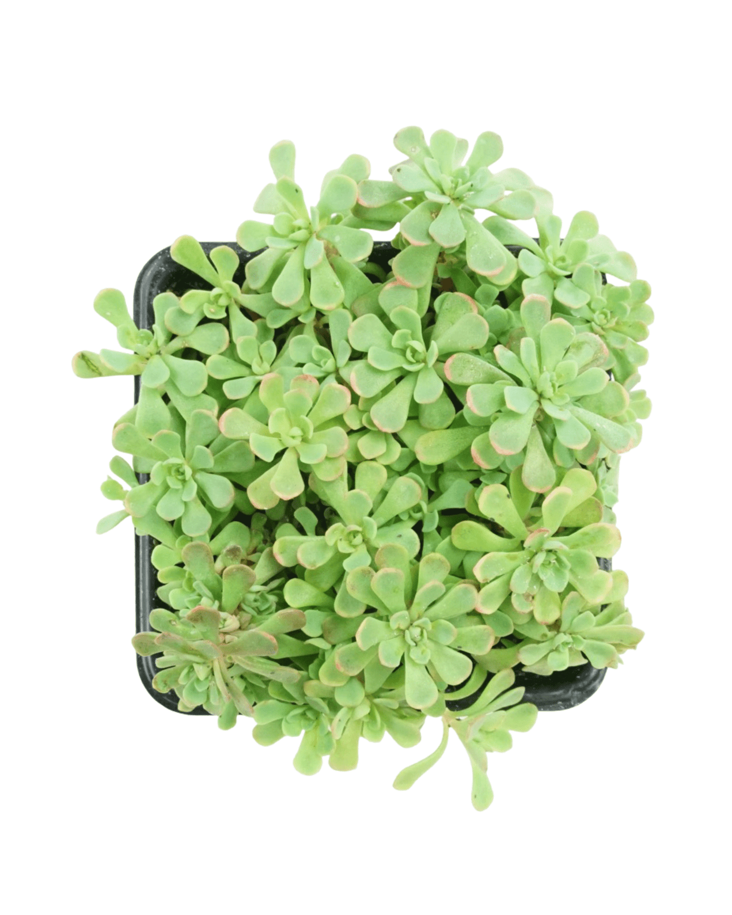 Sedum nevii 'Pink Form' - The Garden Corner