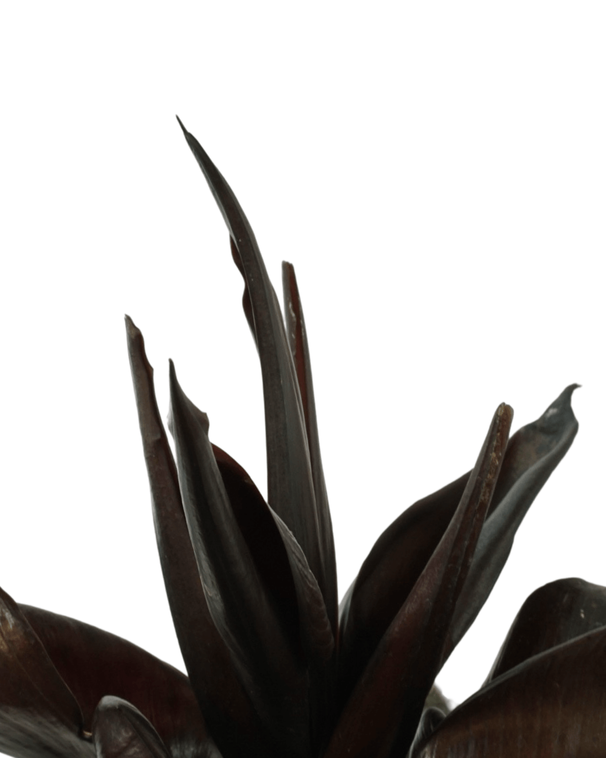 Philodendron erubescens Red Heart - House Plants