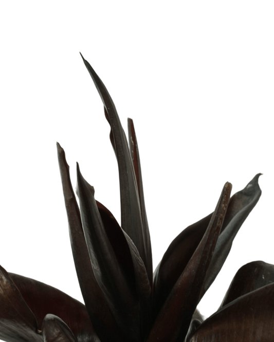 Philodendron erubescens Red Heart - The Garden Corner