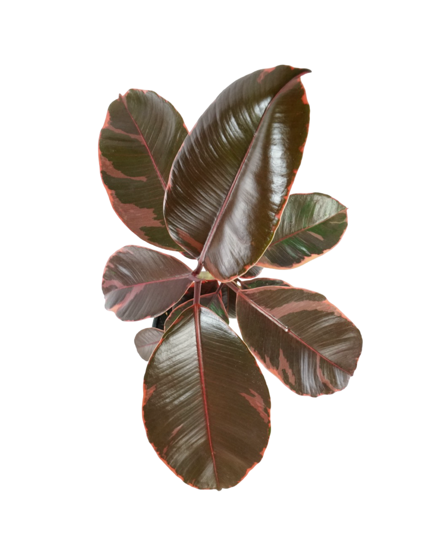 Ficus elastica 'Ruby'