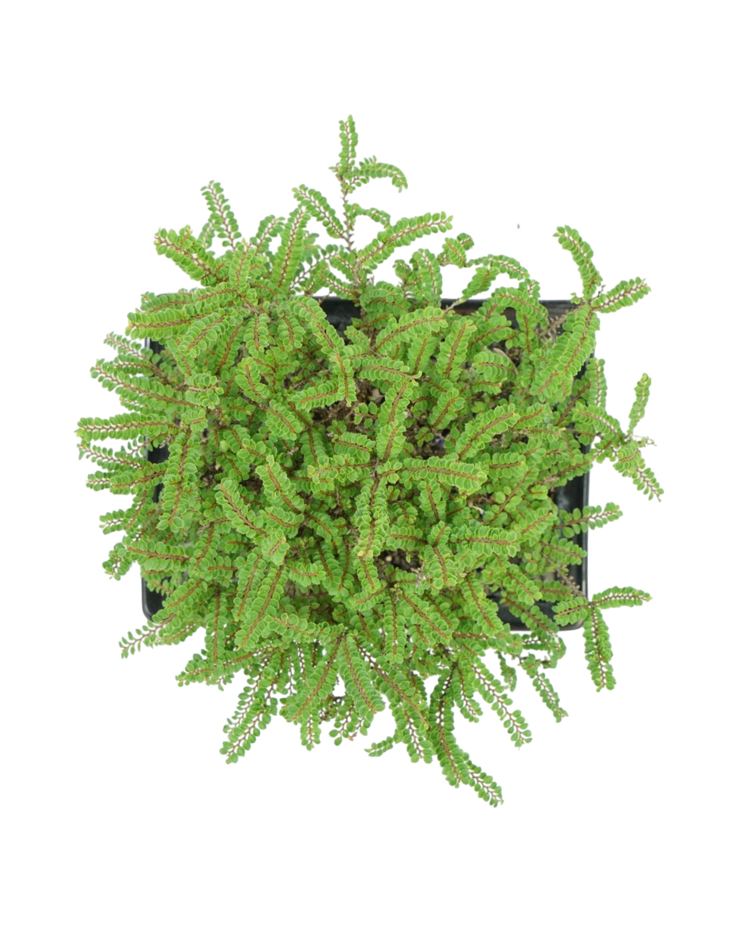 Ulmus parvifolia 'Hokkaido' 8 Inch Ceramic