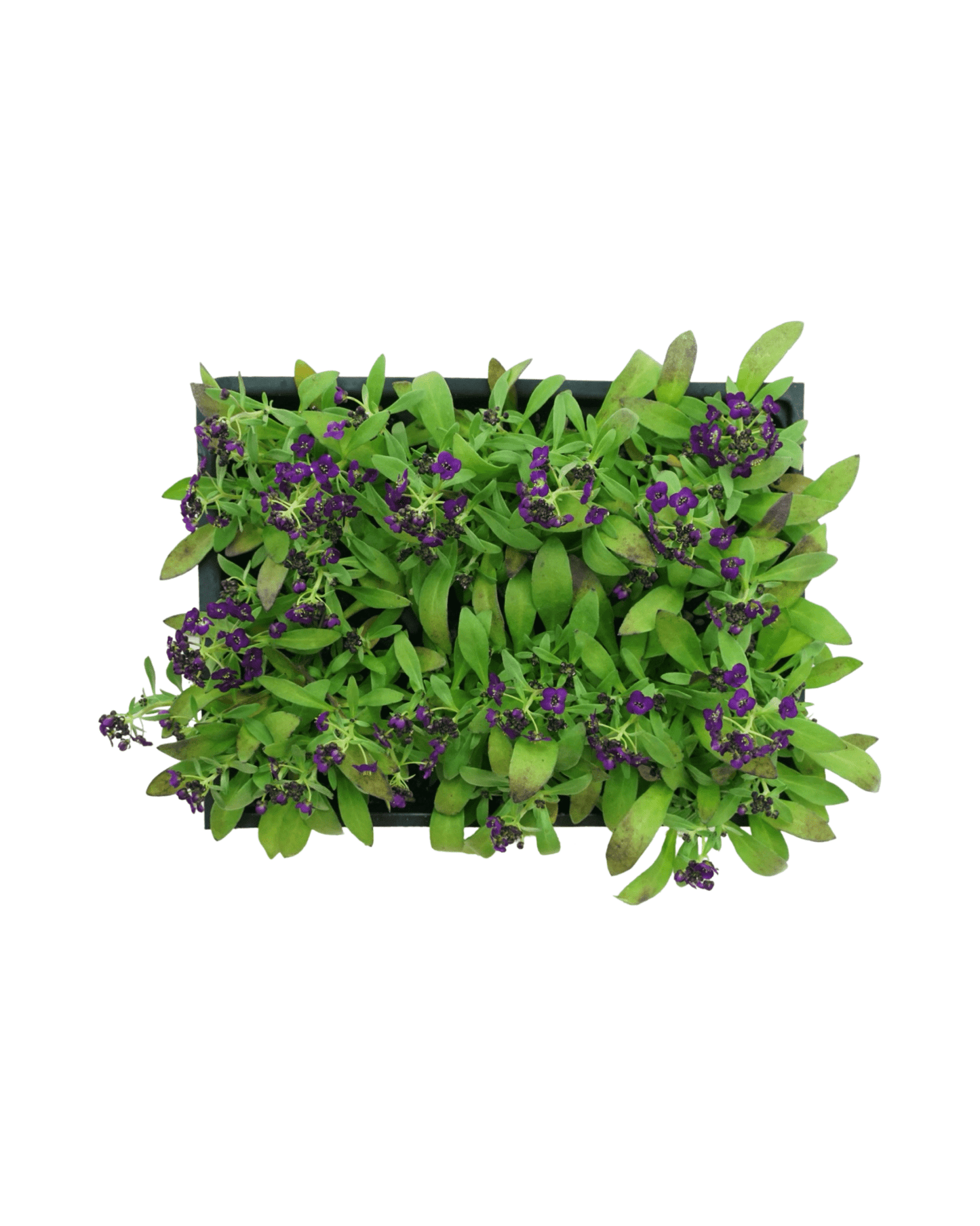 Alyssum 'Easter Bonnet Violet' - The Garden Corner