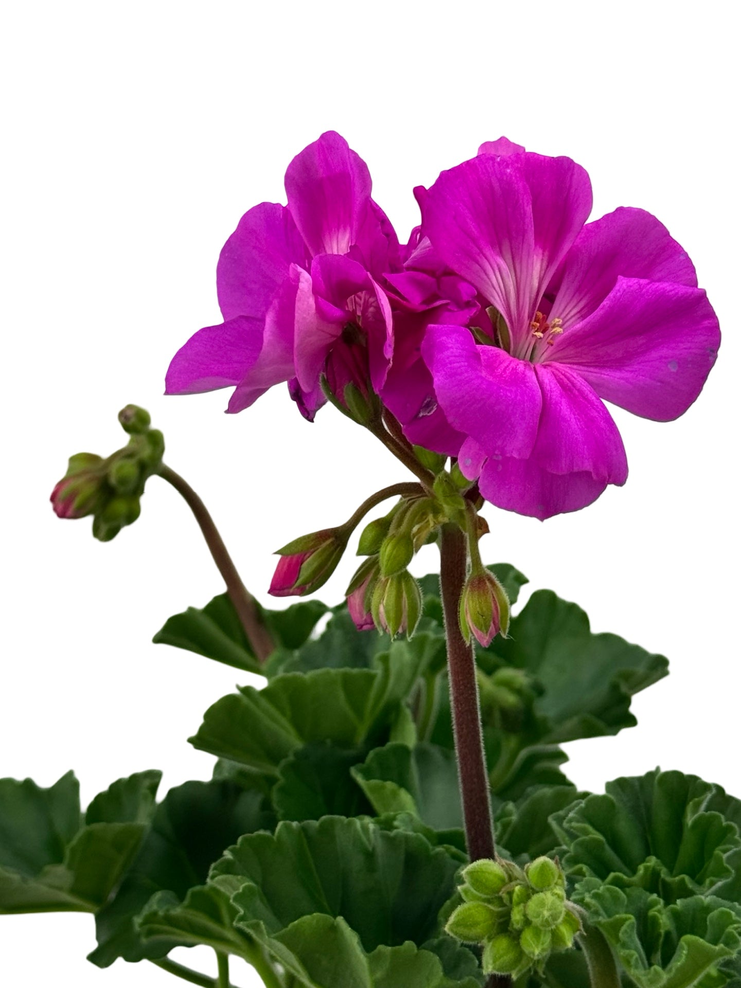 Geranium Zonal 'Presto Shocking Blue' - Annuals